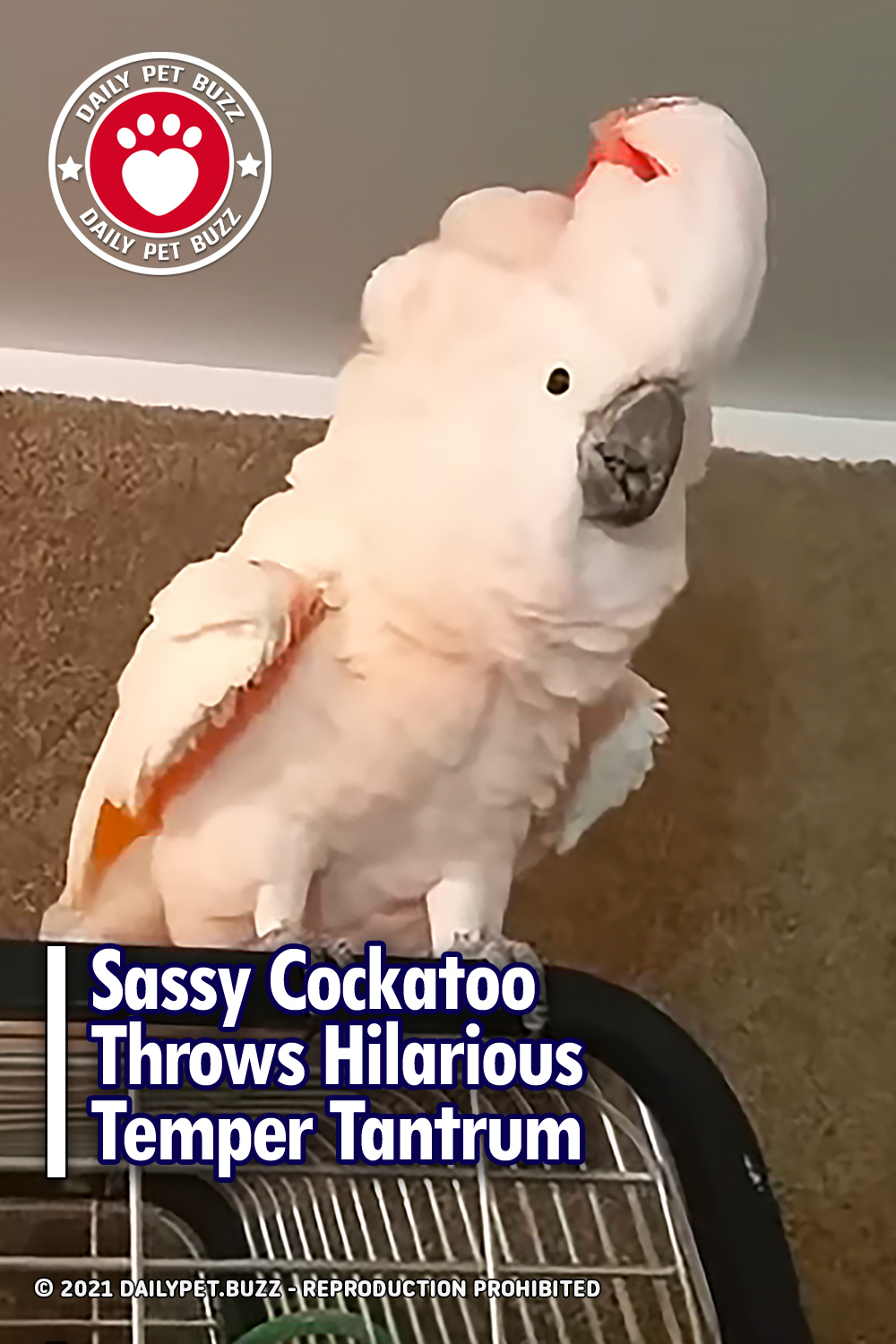 Sassy Cockatoo Throws Hilarious Temper Tantrum