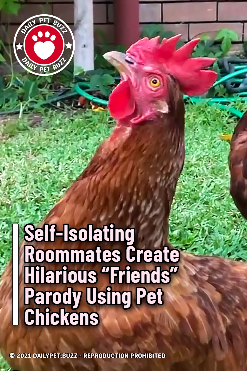 Self-Isolating Roommates Create Hilarious “Friends” Parody Using Pet Chickens