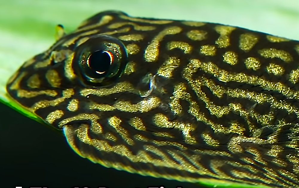 Pinterest Hidden Image