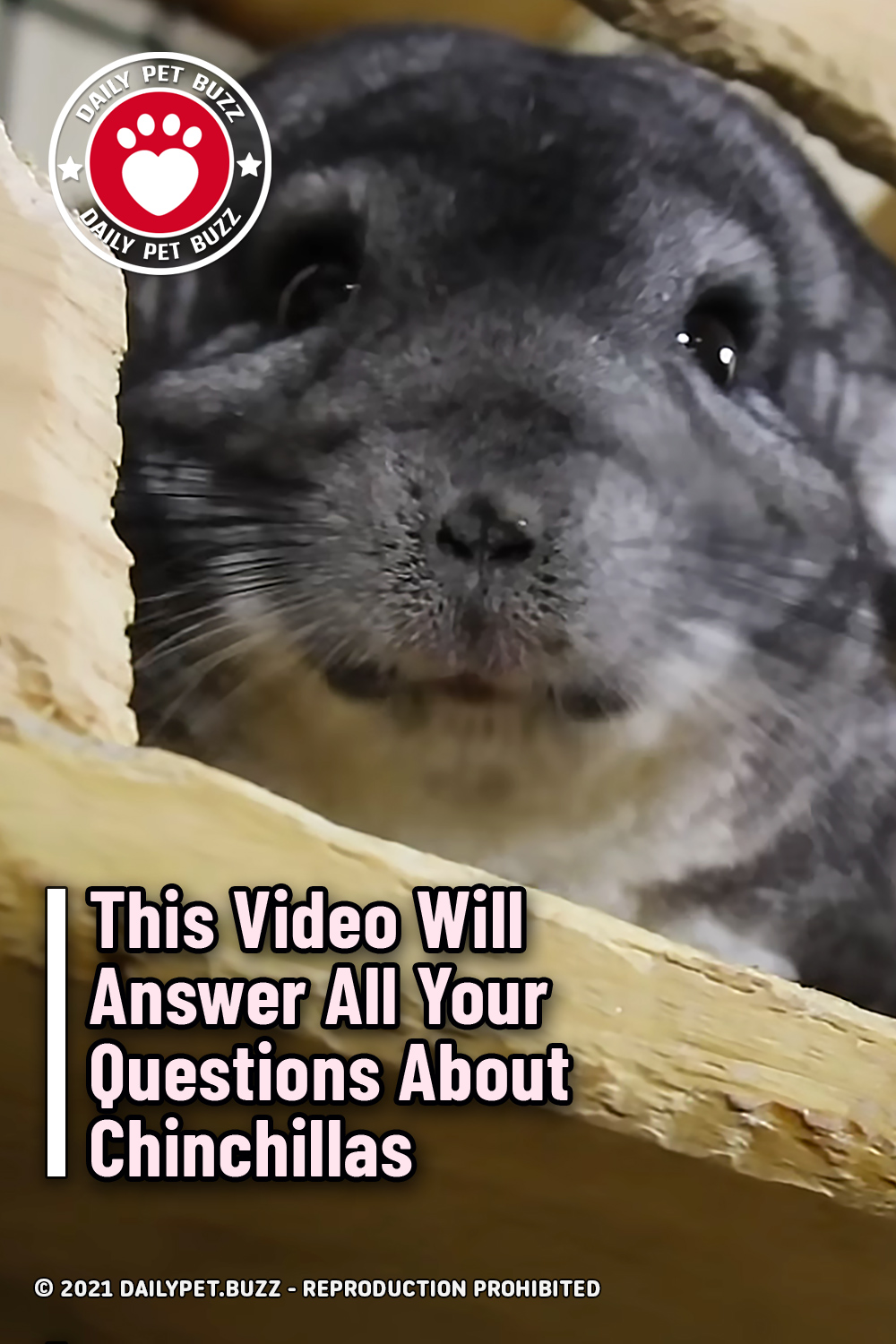 This Video Will Answer All Your Questions About Chinchillas