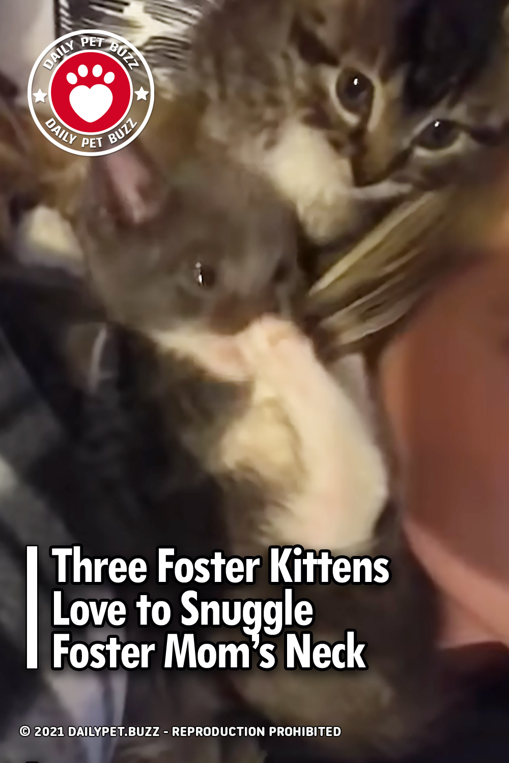Three Foster Kittens Love to Snuggle Foster Mom’s Neck