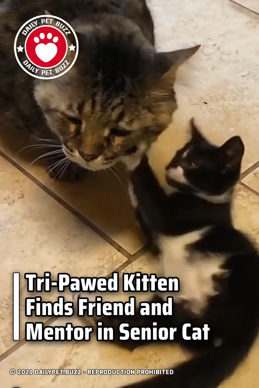 Tri-Pawed Kitten Finds Friend and Mentor in Senior Cat