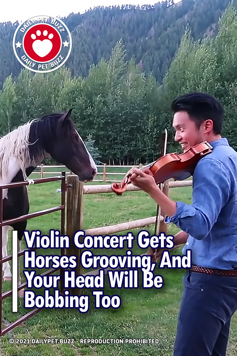 Violin Concert Gets Horses Grooving, And Your Head Will Be Bobbing Too