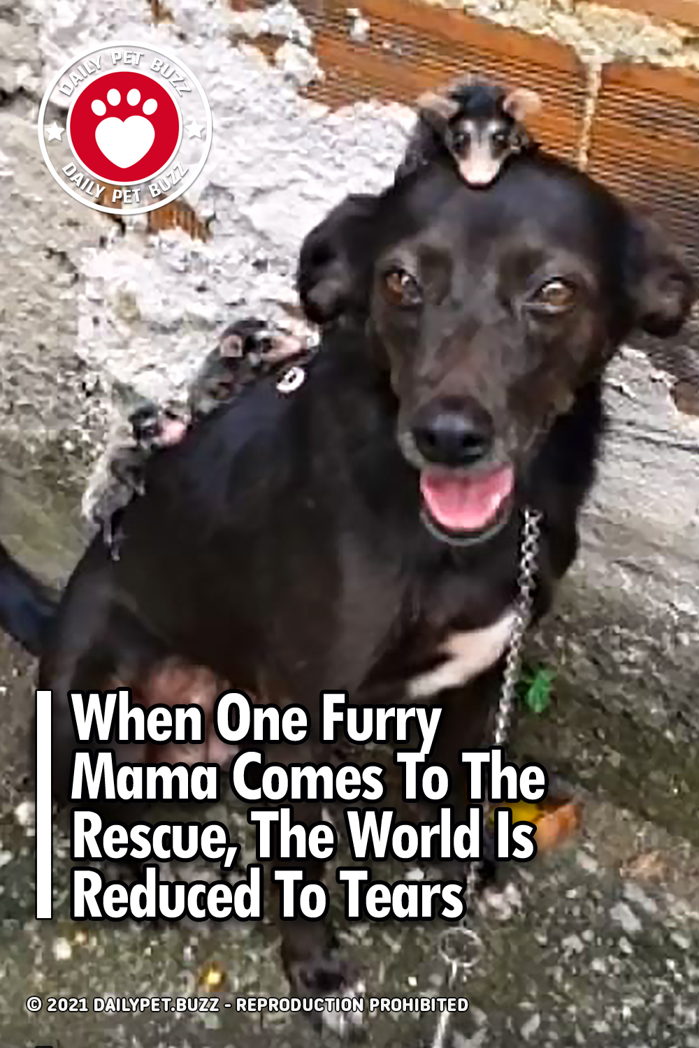 When One Furry Mama Comes To The Rescue, The World Is Reduced To Tears