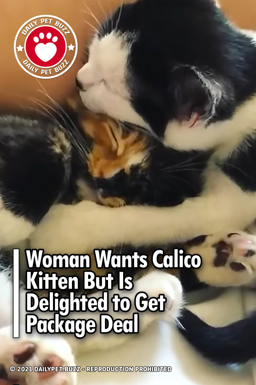 Woman Wants Calico Kitten But Is Delighted to Get Package Deal
