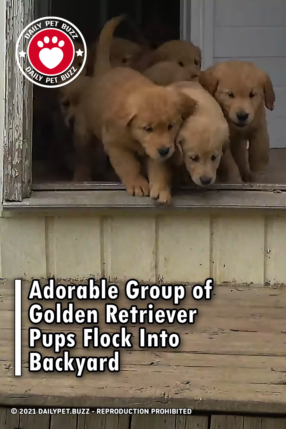 Adorable Group of Golden Retriever Pups Flock Into Backyard