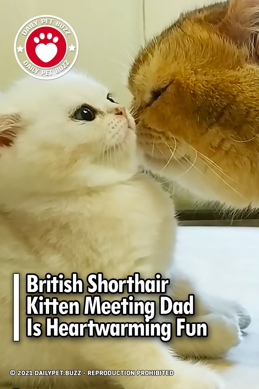 British Shorthair Kitten Meeting Dad Is Heartwarming Fun