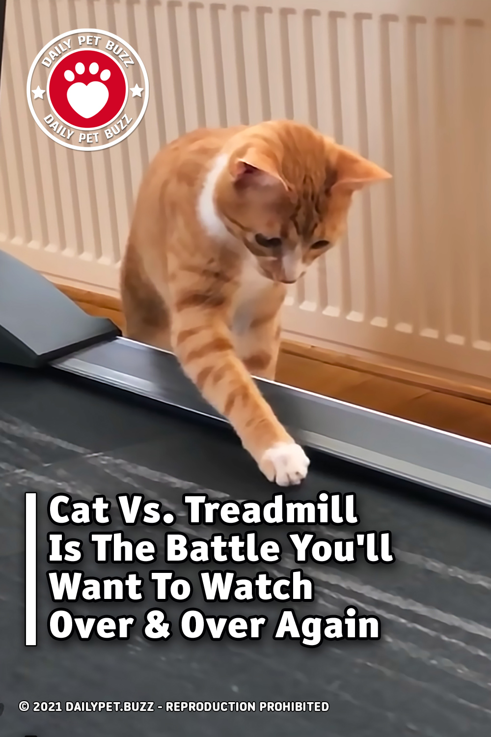 Cat Vs. Treadmill Is The Battle You\'ll Want To Watch Over & Over Again