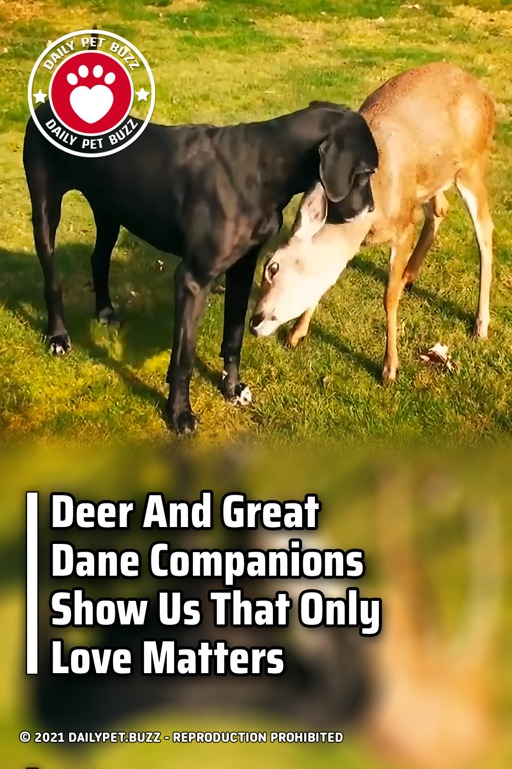 Deer And Great Dane Companions Show Us That Only Love Matters