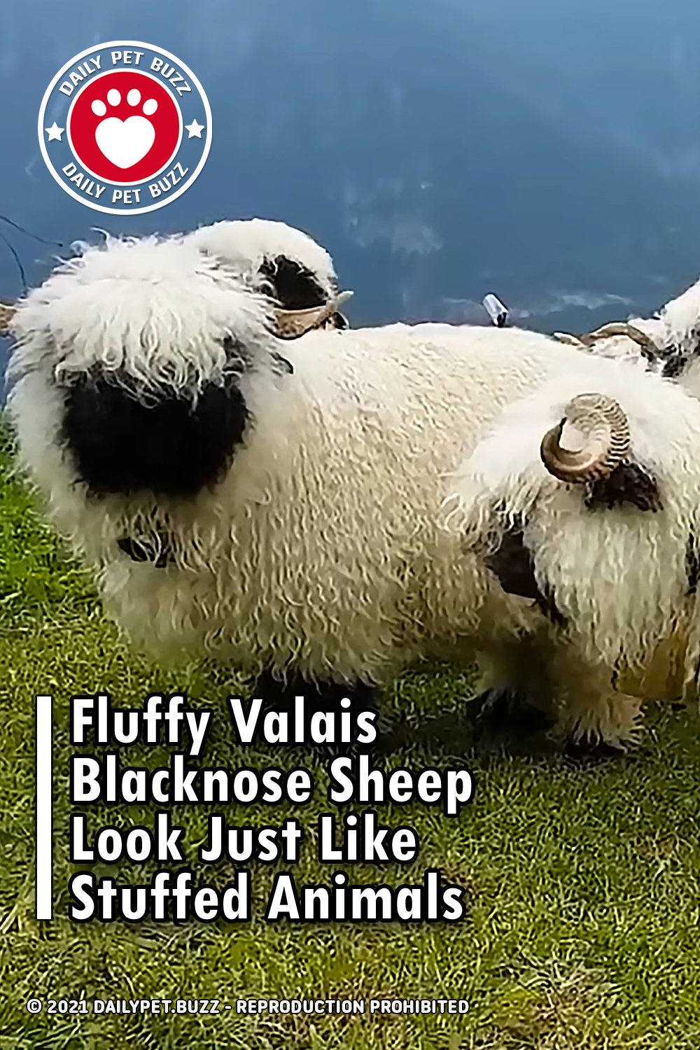 Fluffy Valais Blacknose Sheep Look Just Like Stuffed Animals