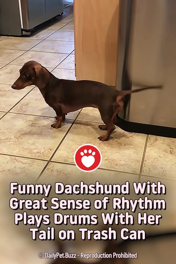 Funny Dachshund With Great Sense of Rhythm Plays Drums With Her Tail on Trash Can