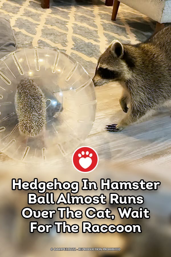 Hedgehog In Hamster Ball Almost Runs Over The Cat, Wait For The Raccoon