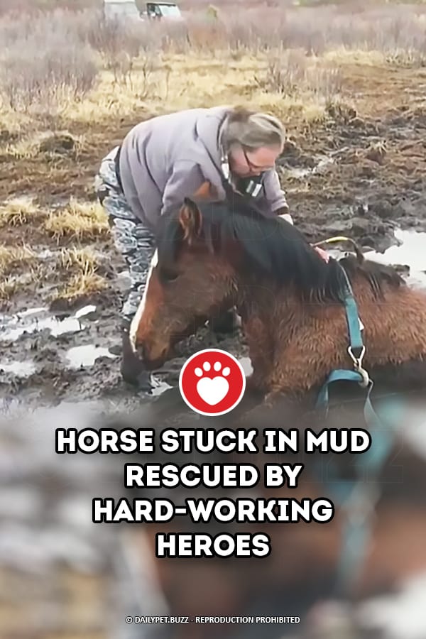 Horse Stuck in Mud Rescued by Hard-Working Heroes