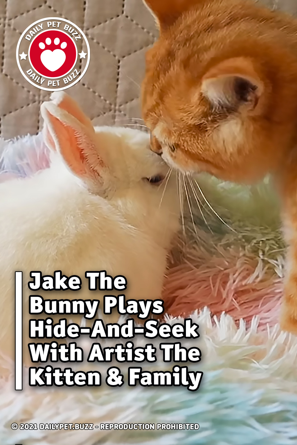 Jake The Bunny Plays Hide-And-Seek With Artist The Kitten & Family