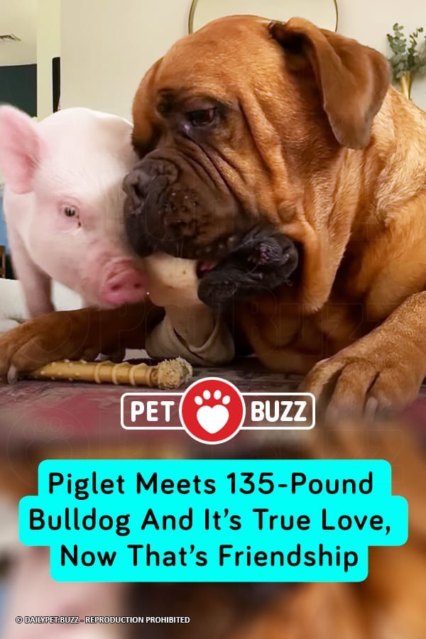 Piglet Meets 135-Pound Bulldog And It’s True Love, Now That’s Friendship