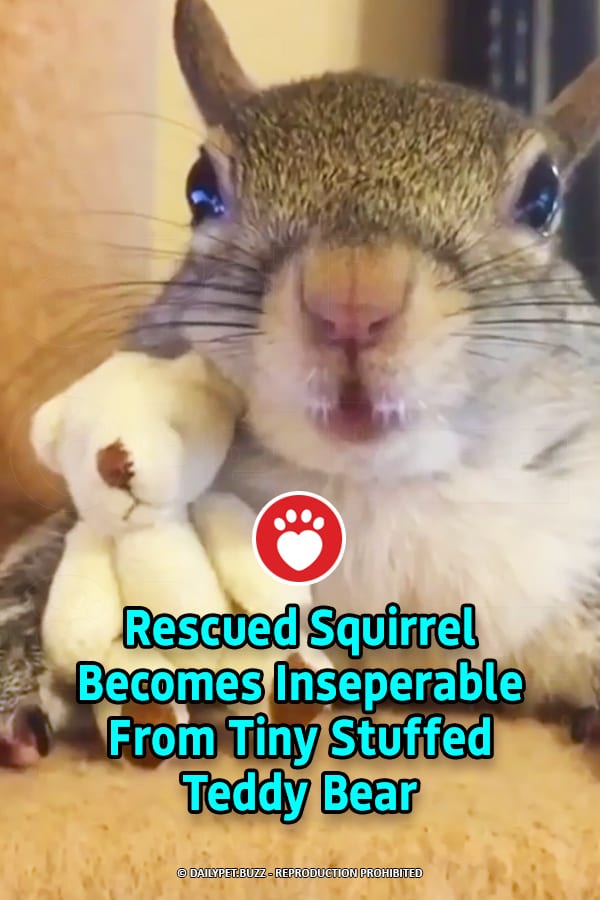 Rescued Squirrel Becomes Inseparable From Tiny Stuffed Teddy Bear