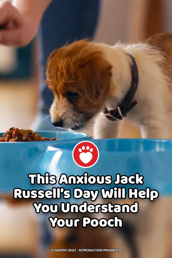 This Anxious Jack Russell\'s Day Will Help You Understand Your Pooch