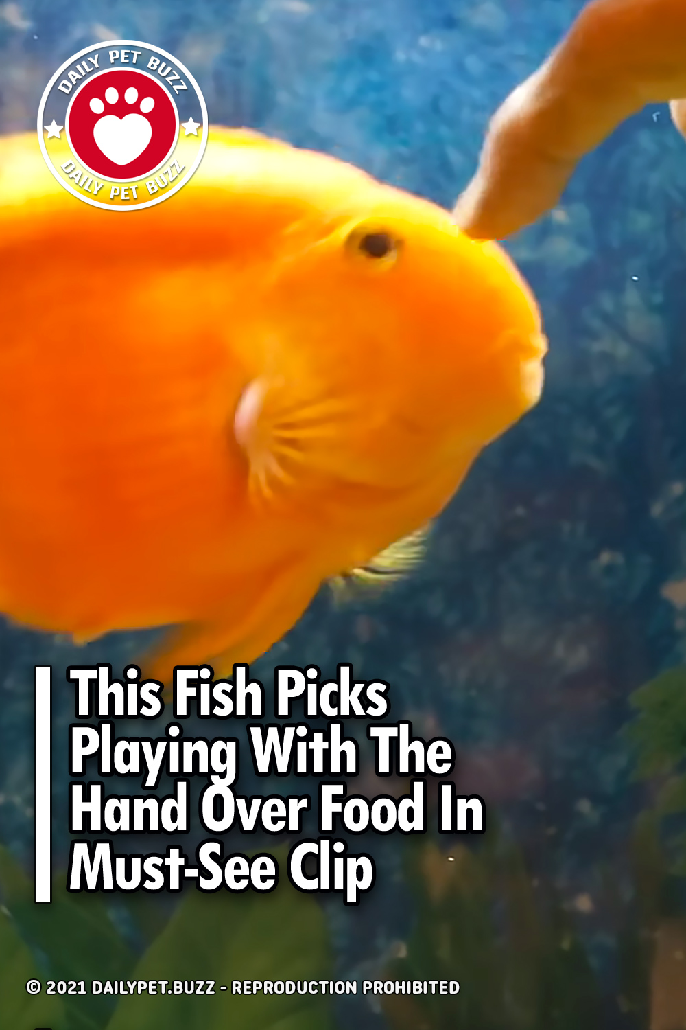This Fish Picks Playing With The Hand Over Food In Must-See Clip