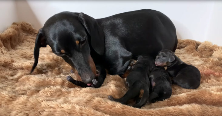 Precious Dachshund Mom Captured Giving Birth To Puppies Pet Buzz