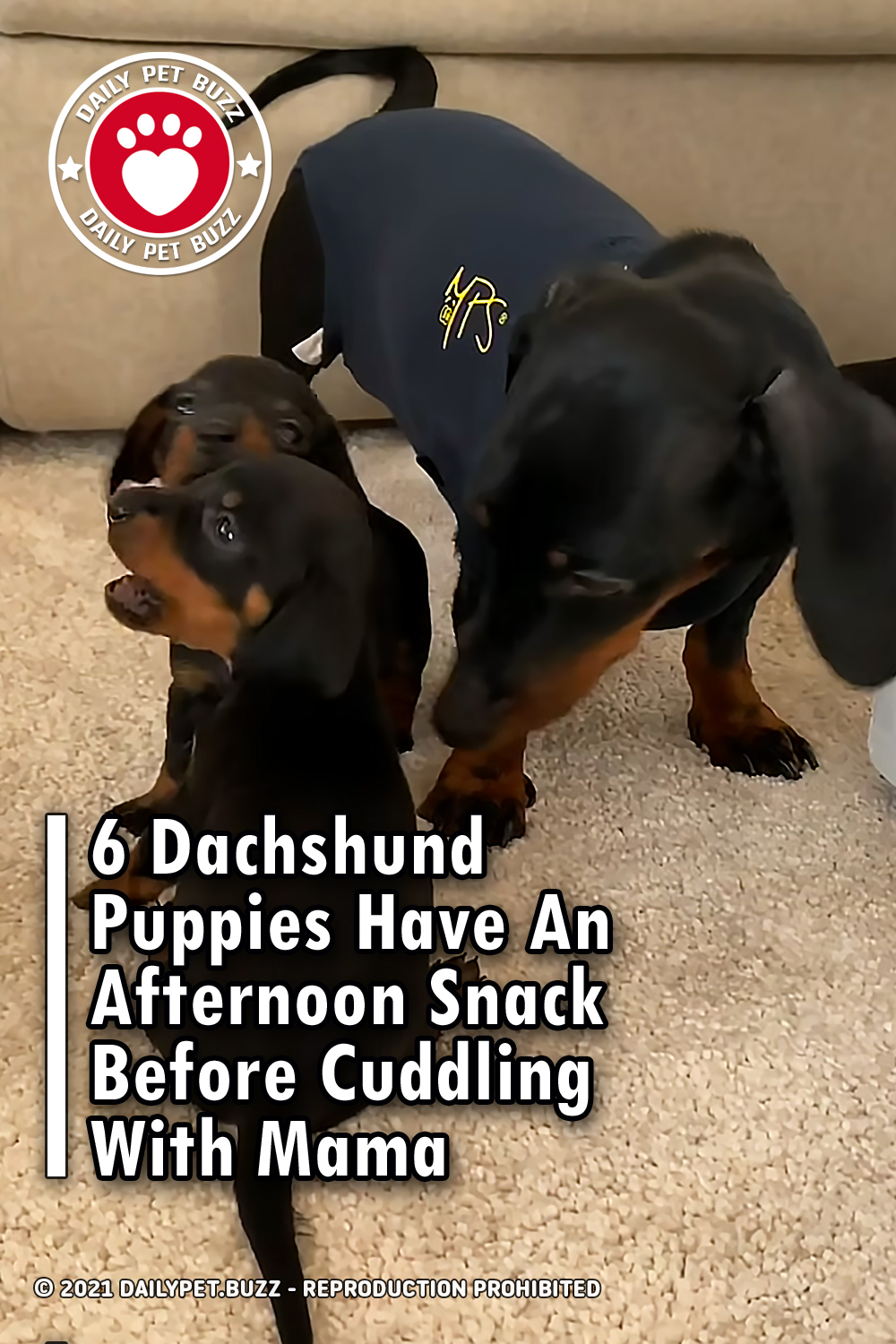 6 Dachshund Puppies Have An Afternoon Snack Before Cuddling With Mama