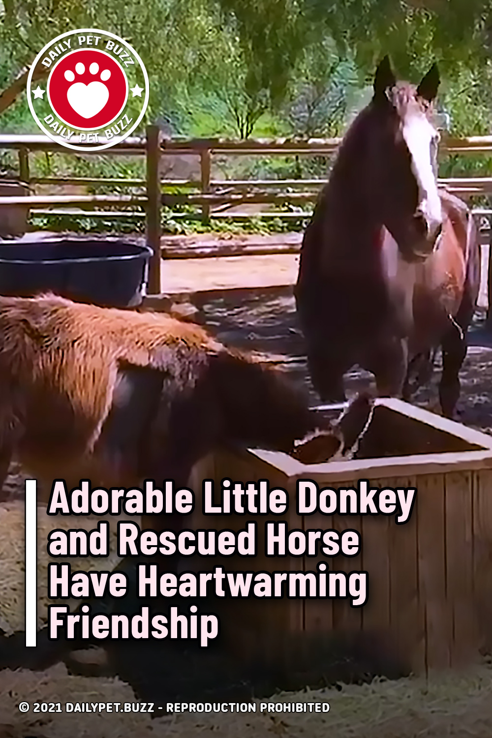 Adorable Little Donkey and Rescued Horse Have Heartwarming Friendship