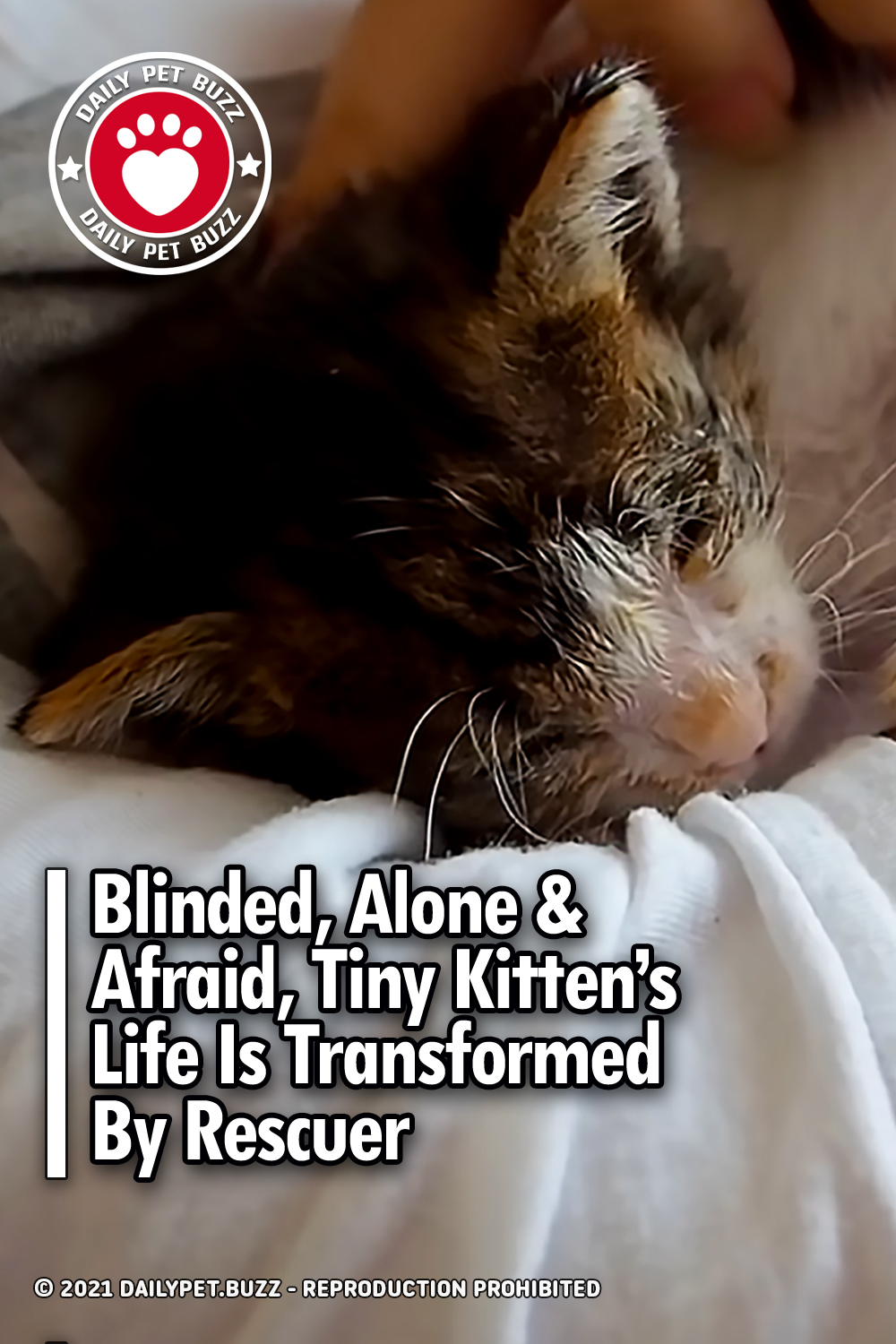 Blinded, Alone & Afraid, Tiny Kitten\'s Life Is Transformed By Rescuer