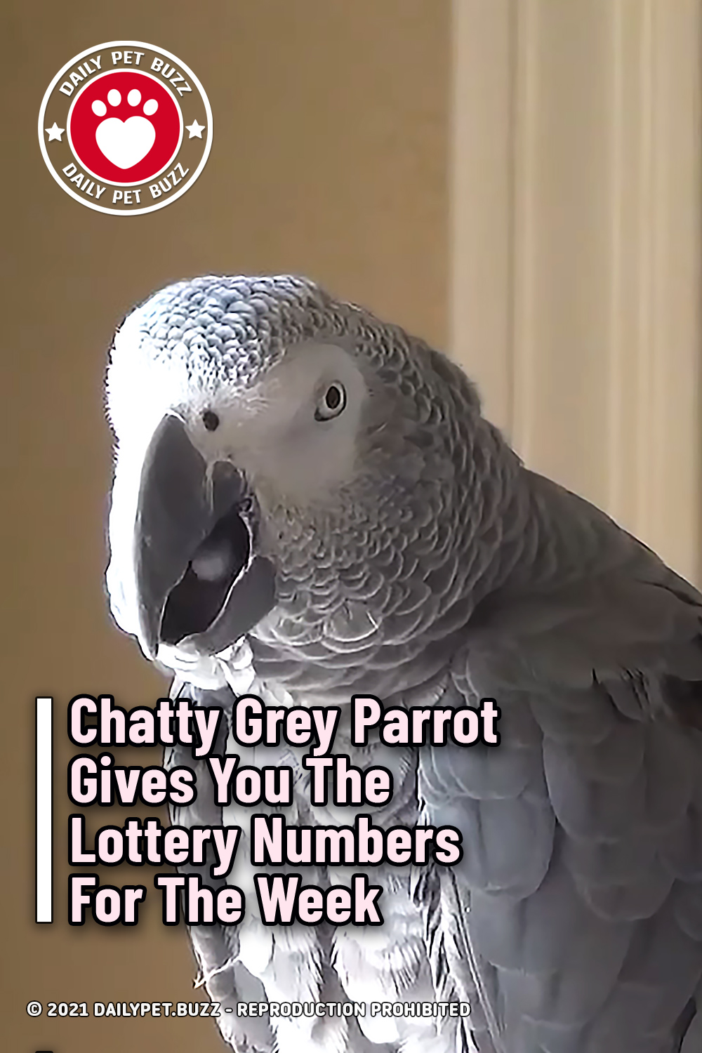 Chatty Grey Parrot Gives You The Lottery Numbers For The Week