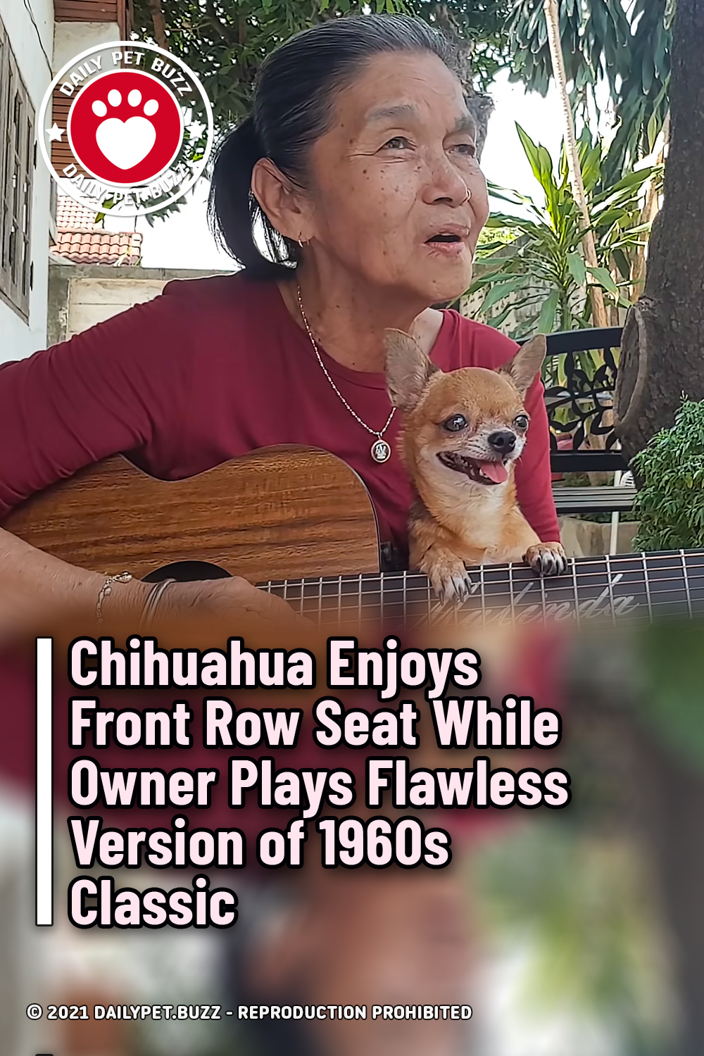 Chihuahua Enjoys Front Row Seat While Owner Plays Flawless Version of 1960s Classic