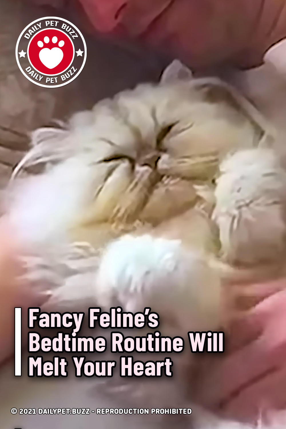 Fancy Feline’s Bedtime Routine Will Melt Your Heart