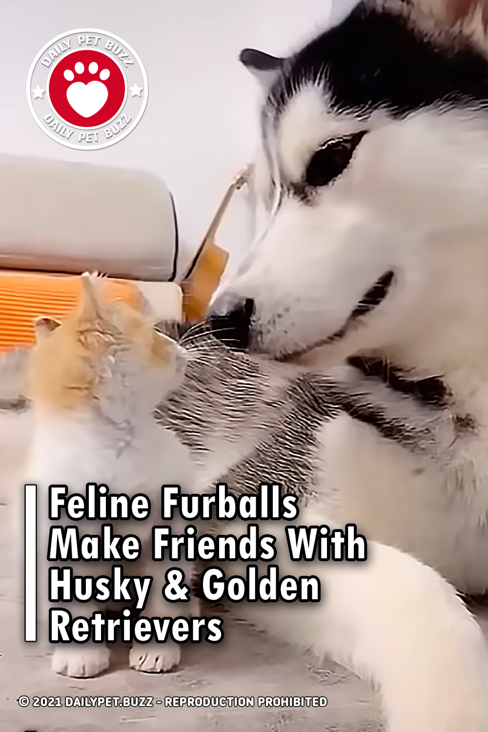 Feline Furballs Make Friends With Husky & Golden Retrievers