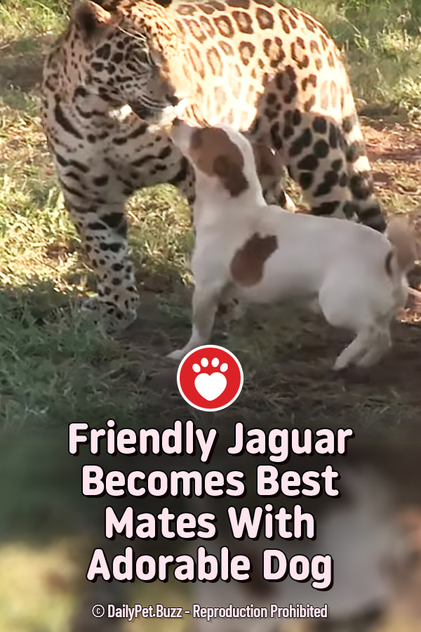 Friendly Jaguar Best Mates With Adorable Dog Pet Buzz