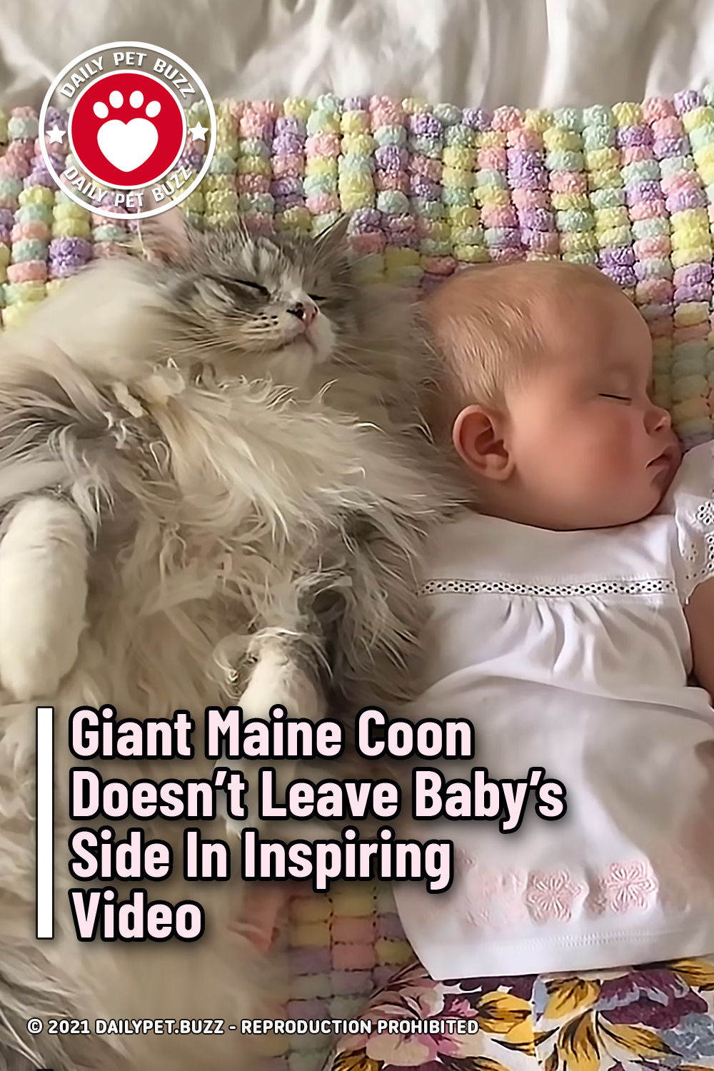 Giant Maine Coon Doesn\'t Leave Baby\'s Side In Inspiring Video