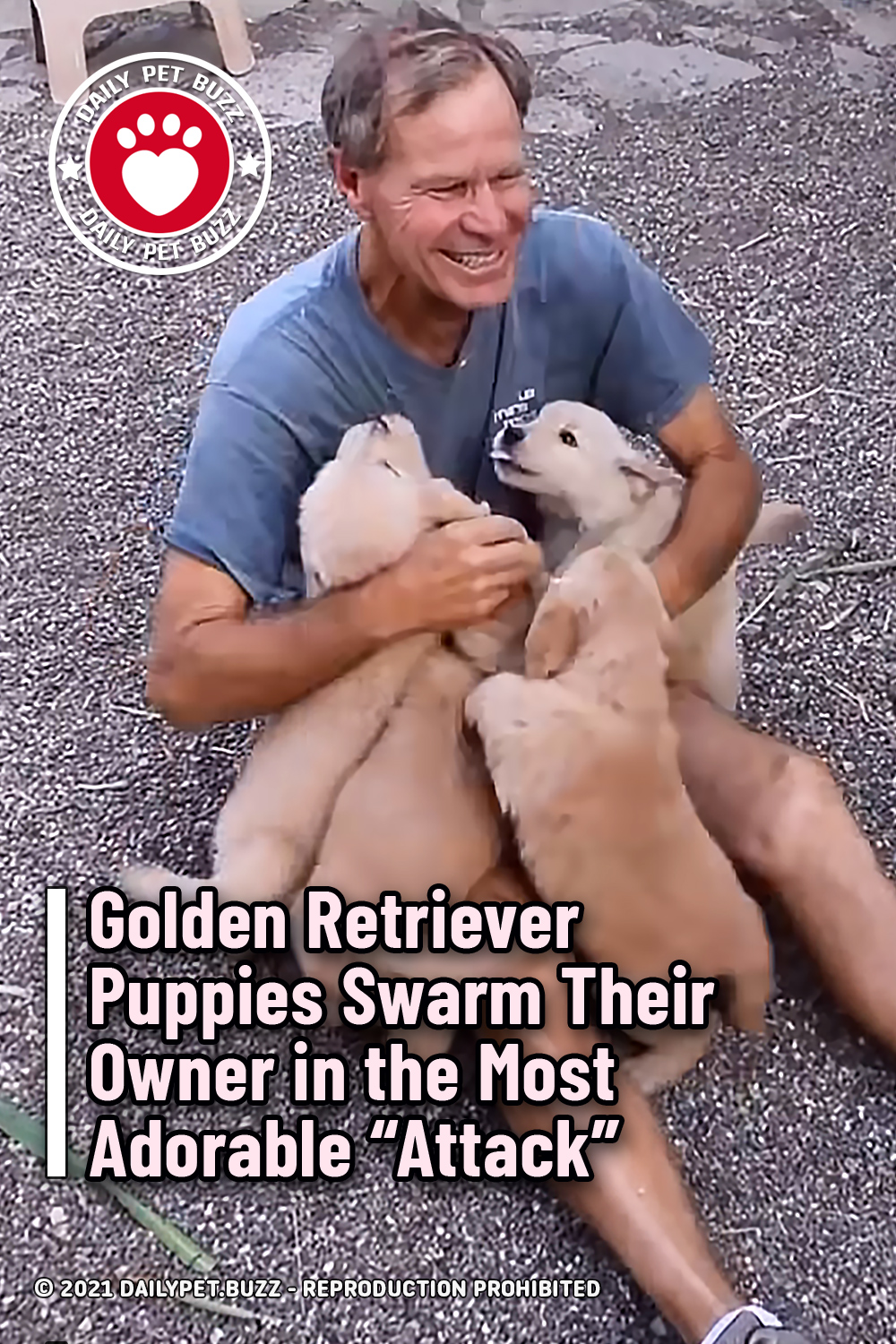 Golden Retriever Puppies Swarm Their Owner in the Most Adorable “Attack”