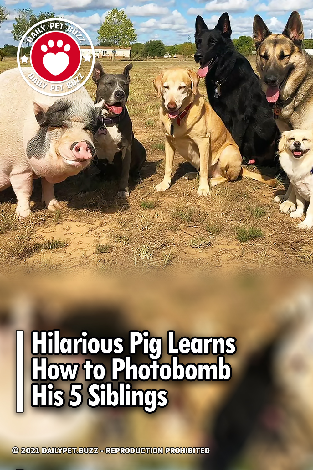 Hilarious Pig Learns How to Photobomb His 5 Siblings