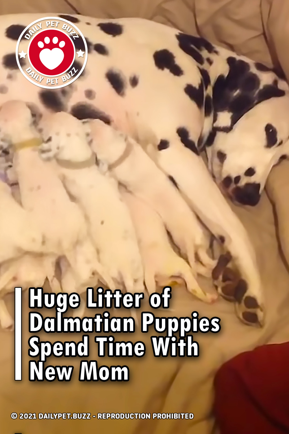 Huge Litter of Dalmatian Puppies Spend Time With New Mom
