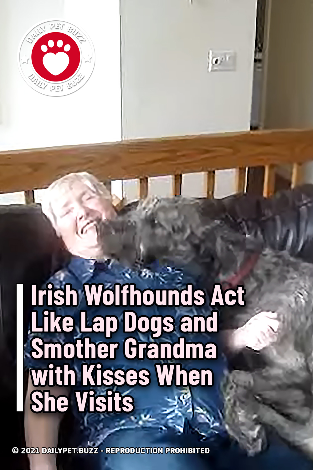 Irish Wolfhounds Act Like Lap Dogs and Smother Grandma with Kisses When She Visits