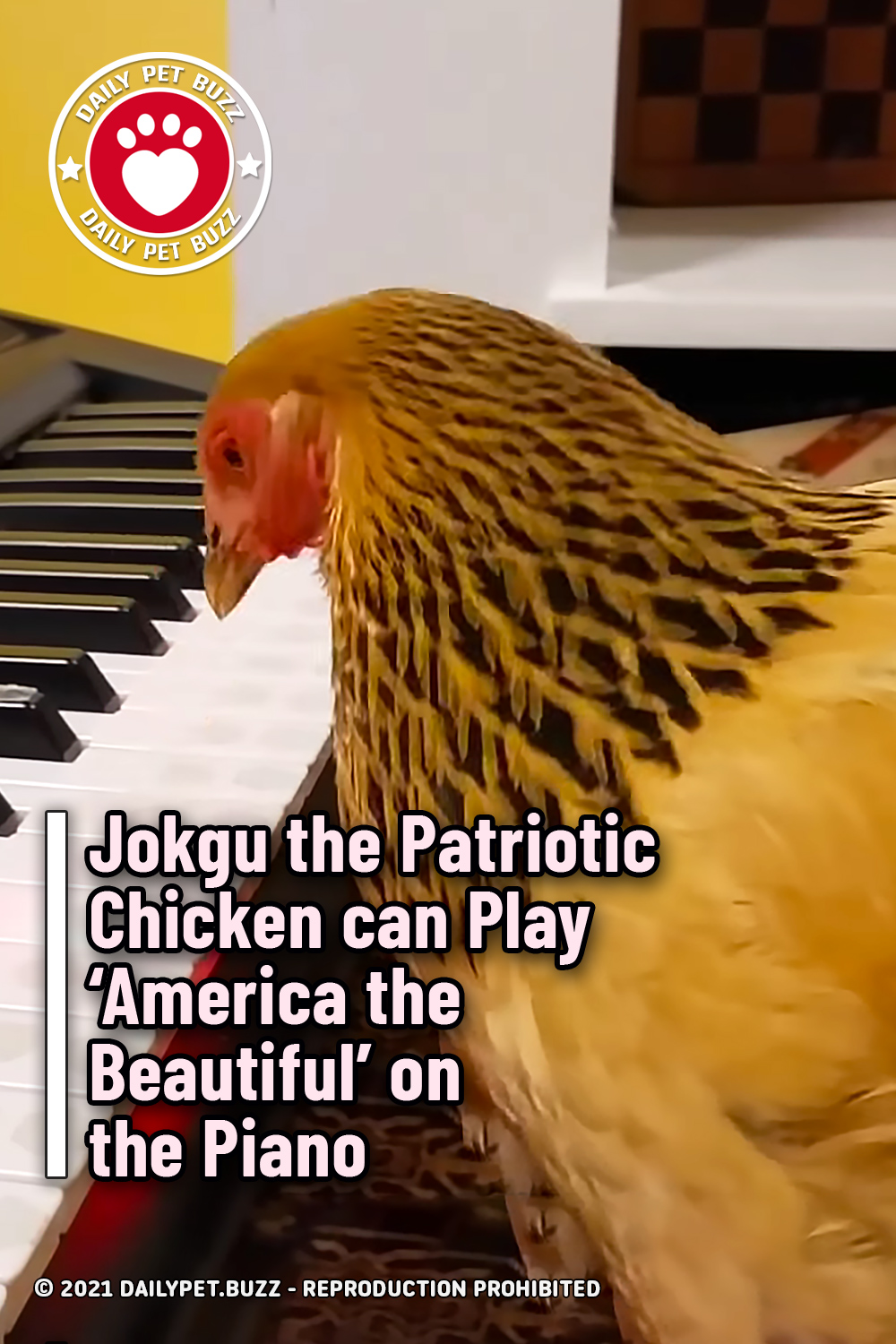 Jokgu the Patriotic Chicken can Play ‘America the Beautiful’ on the Piano