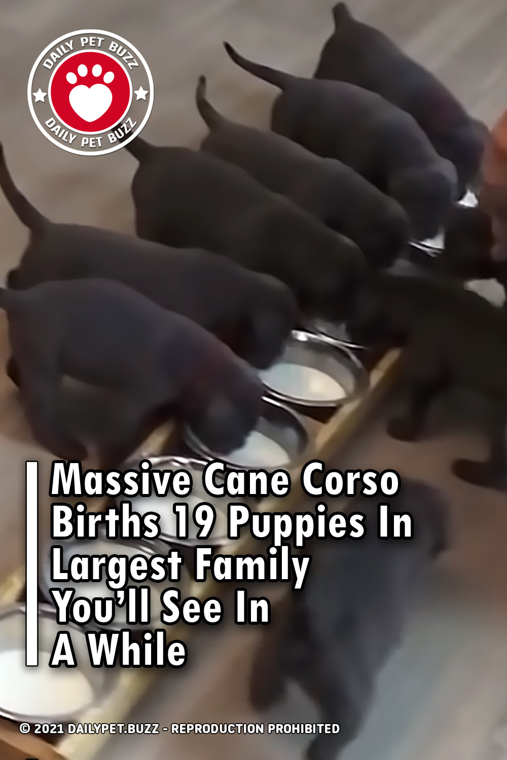 Massive Cane Corso Births 19 Puppies In Largest Family You\'ll See In A While