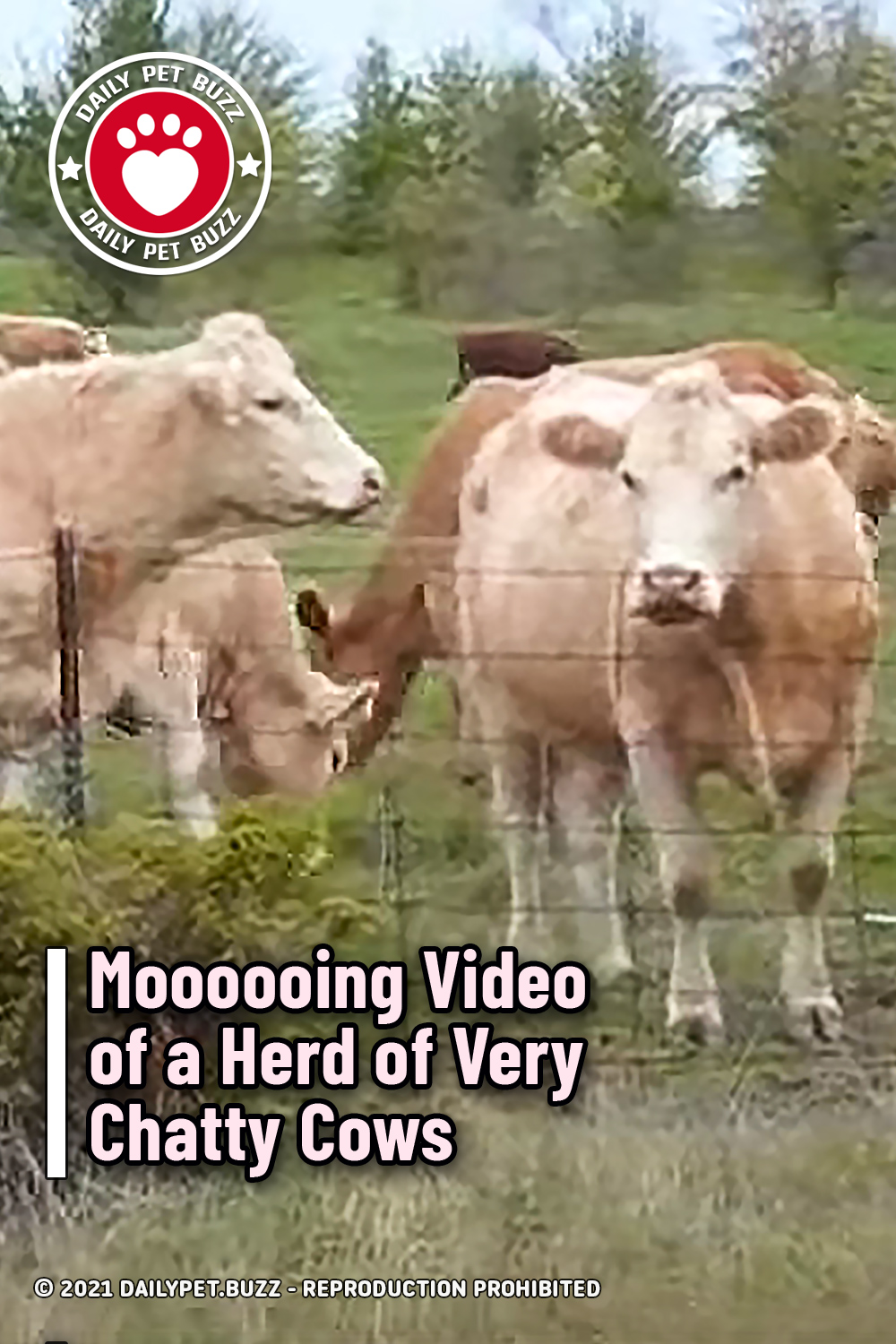 Moooooing Video of a Herd of Very Chatty Cows