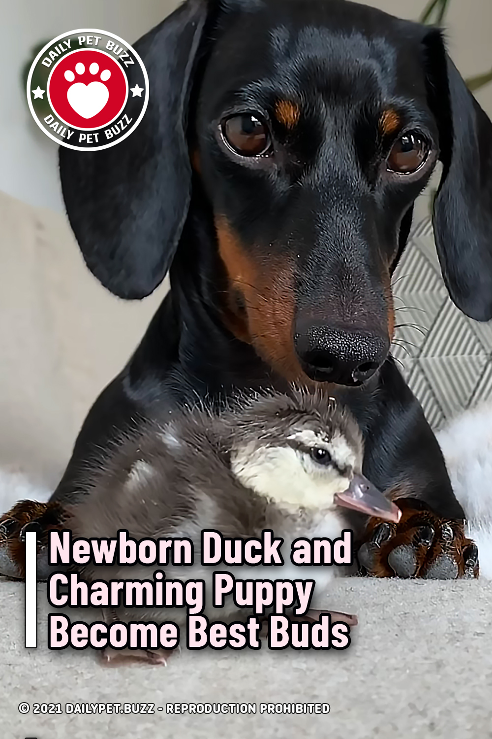 Newborn Duck and Charming Puppy Become Best Buds