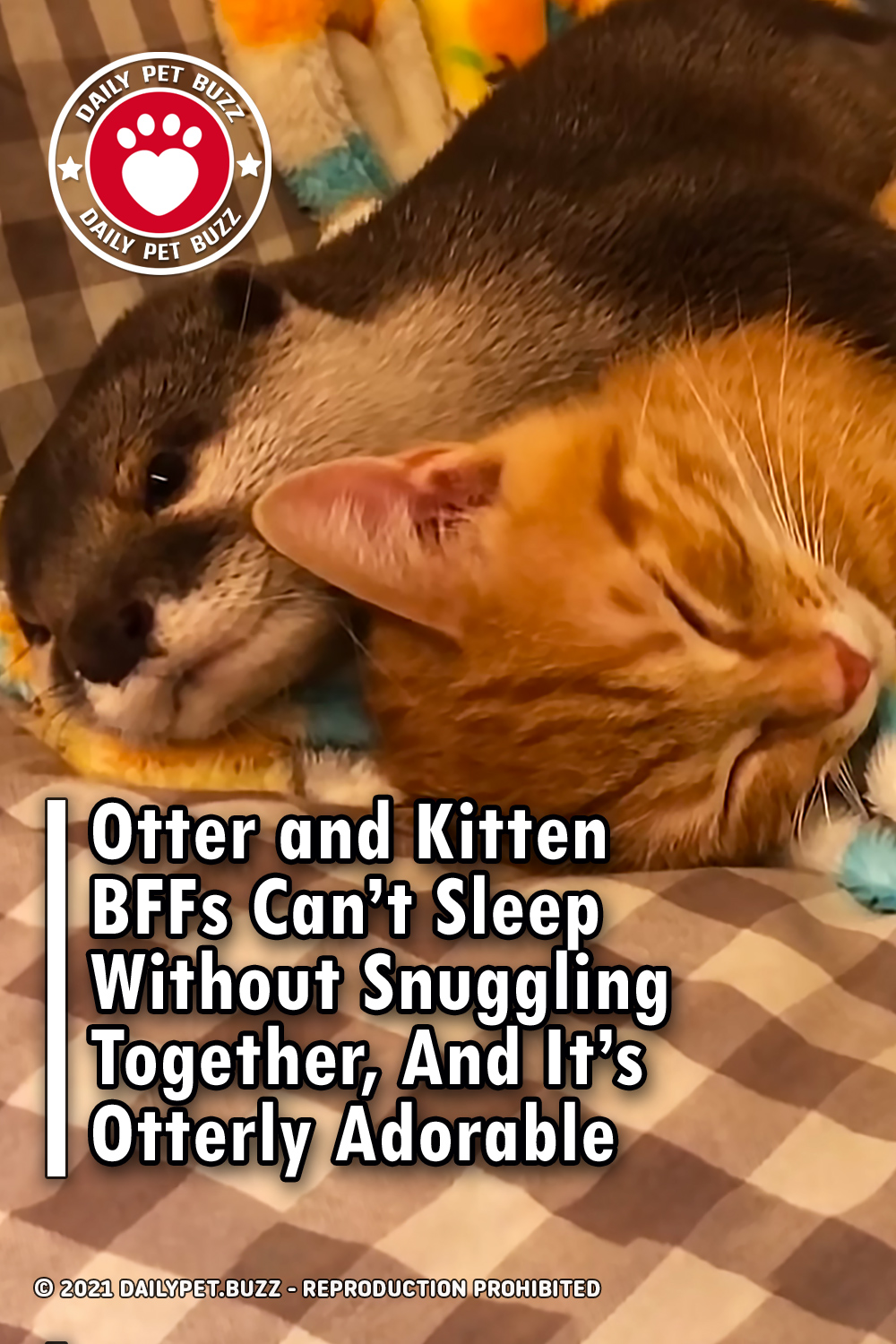Otter and Kitten BFFs Can’t Sleep Without Snuggling Together, And It’s Otterly Adorable