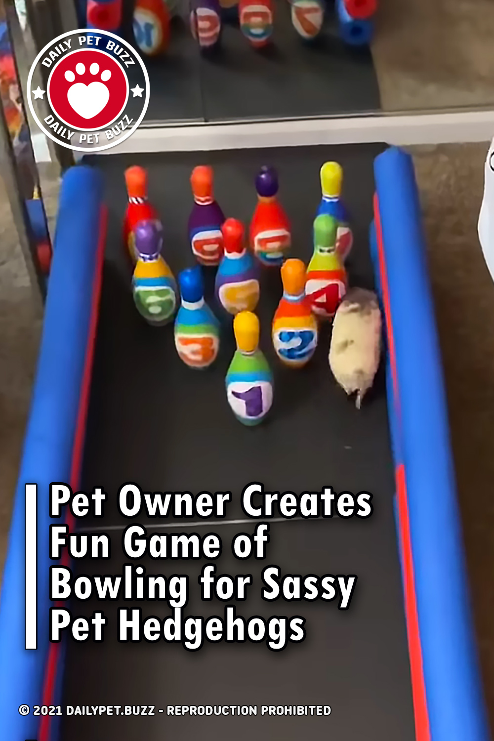 Pet Owner Creates Fun Game of Bowling for Sassy Pet Hedgehogs
