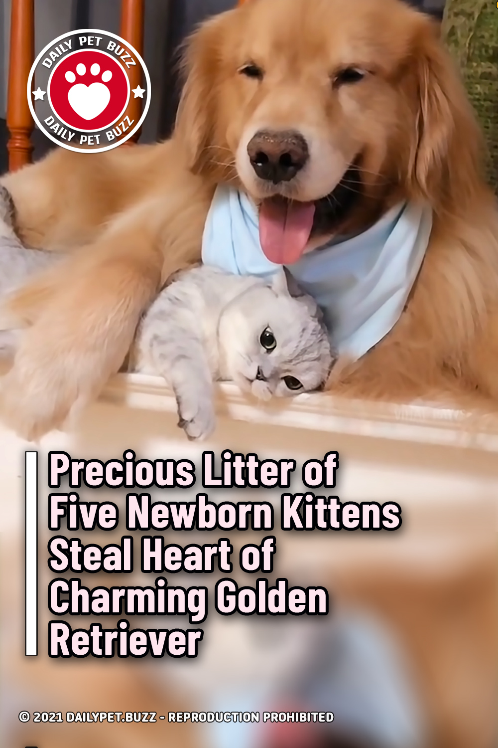 Precious Litter of Five Newborn Kittens Steal Heart of Charming Golden Retriever