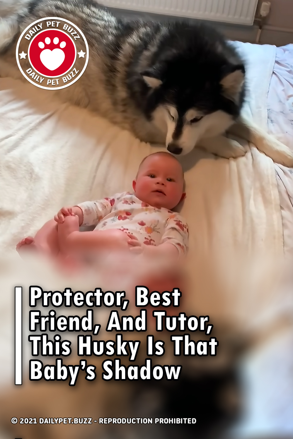 Protector, Best Friend, And Tutor, This Husky Is That Baby\'s Shadow