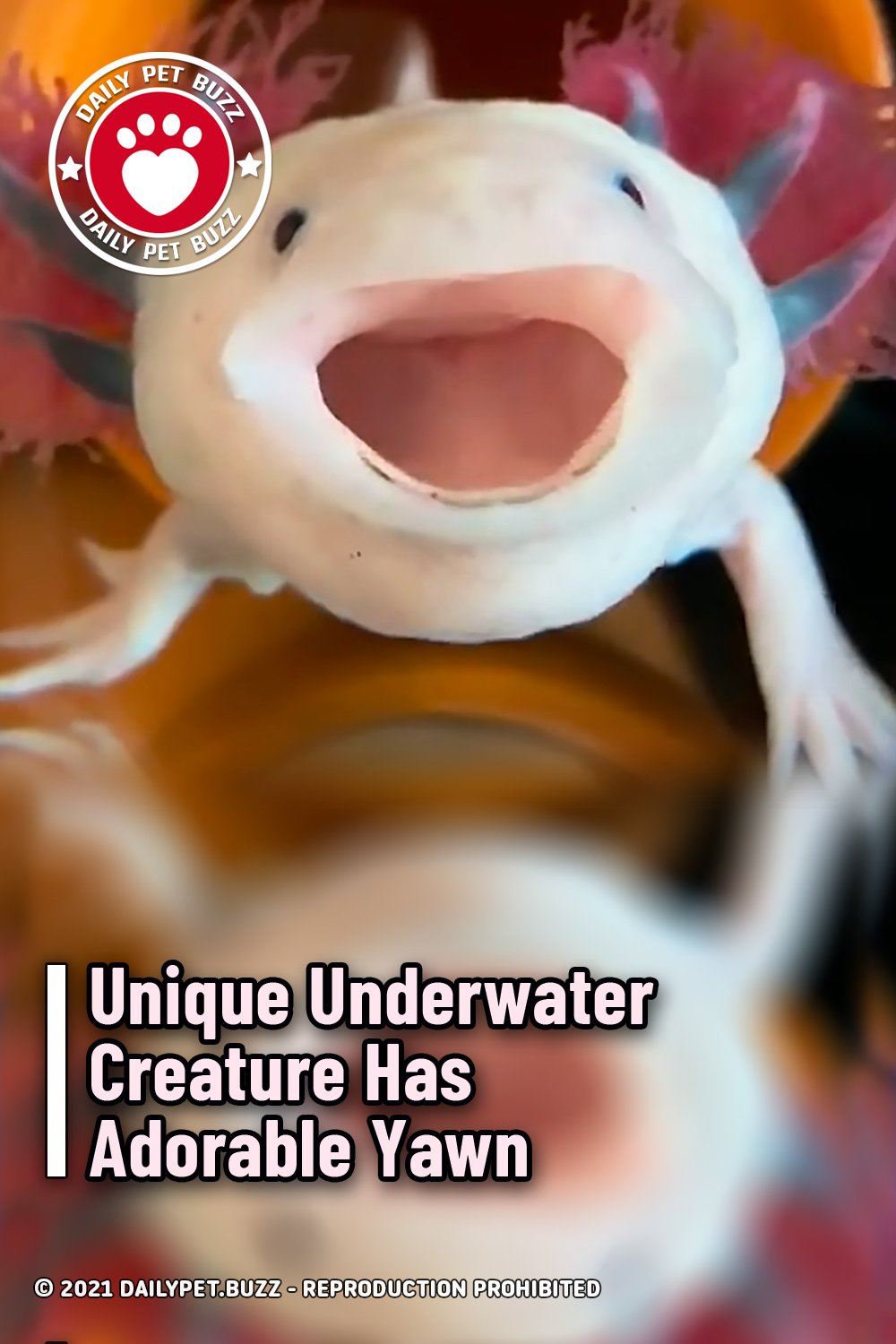 Unique Underwater Creature Has Adorable Yawn