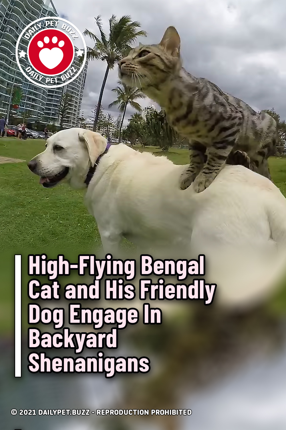 High-Flying Bengal Cat and His Friendly Dog Engage In Backyard Shenanigans