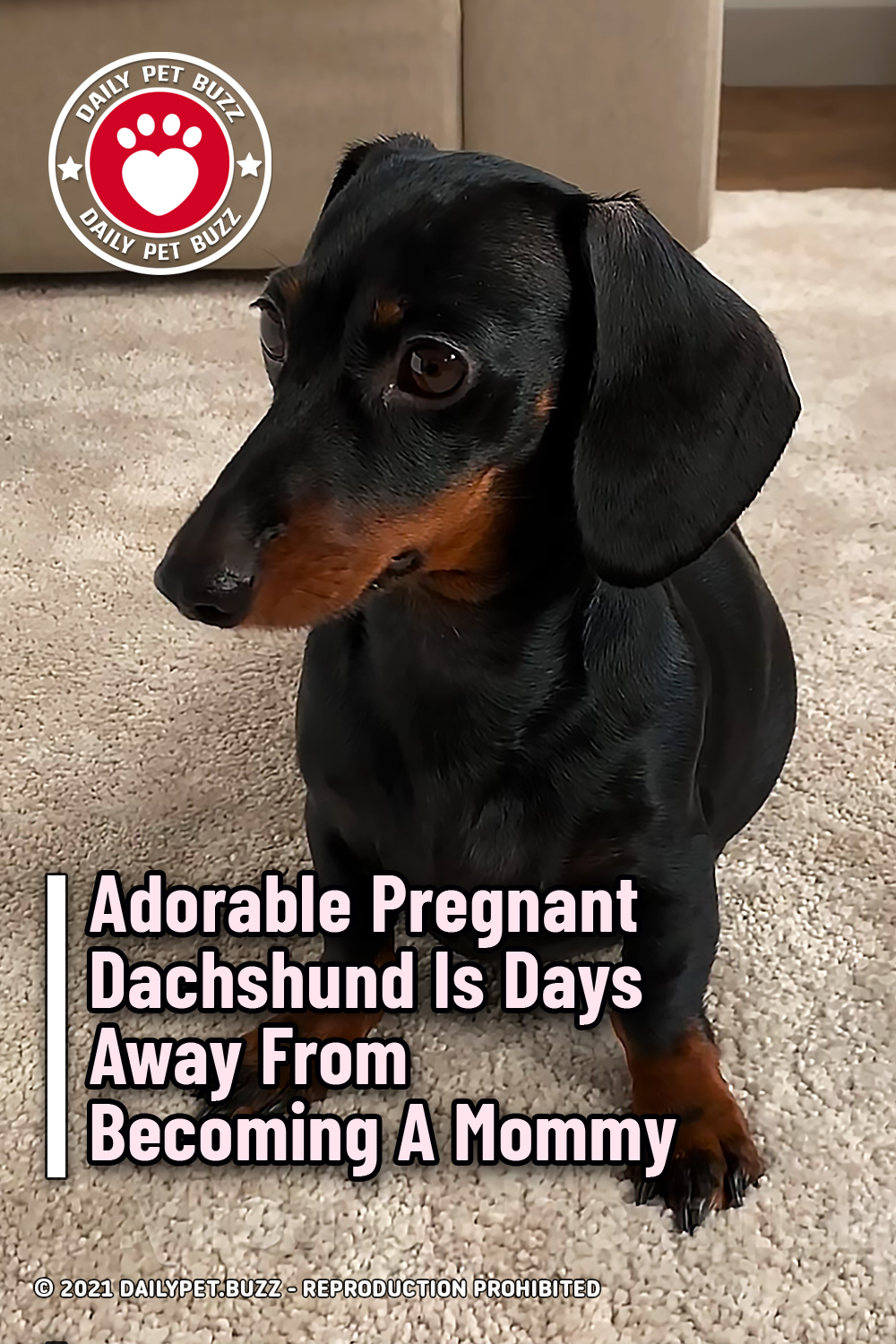 Adorable Pregnant Dachshund Is Days Away From Becoming A Mommy