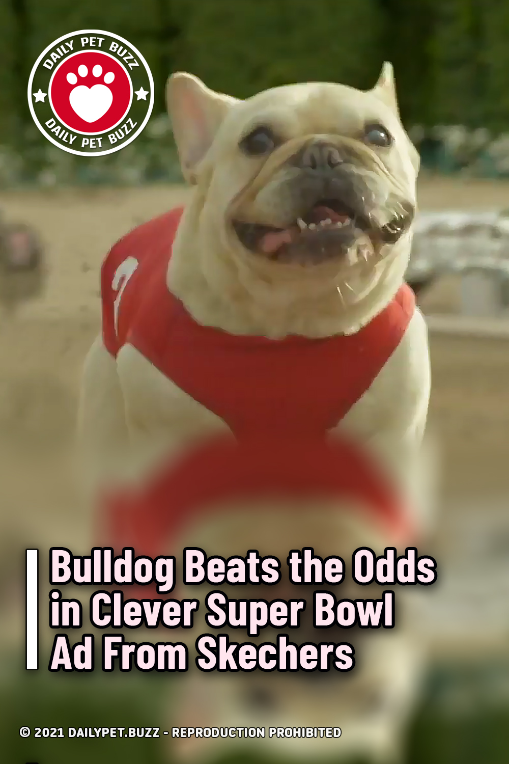 Bulldog Beats the Odds in Clever Super Bowl Ad From Skechers