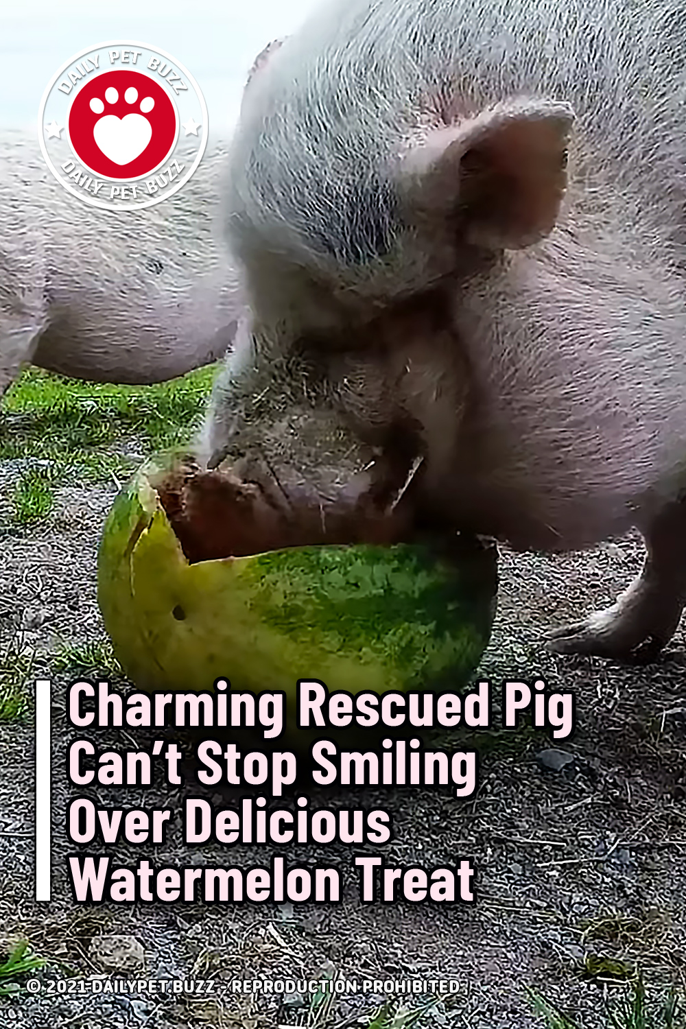 Charming Rescued Pig Can’t Stop Smiling Over Delicious Watermelon Treat