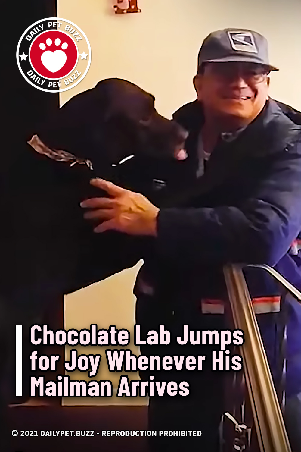 Chocolate Lab Jumps for Joy Whenever His Mailman Arrives